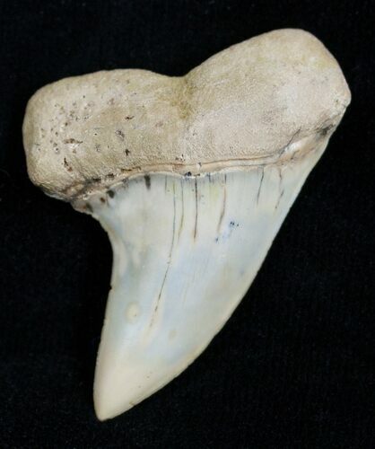 Mako Shark Tooth Fossil (Sharktooth Hill) #2101